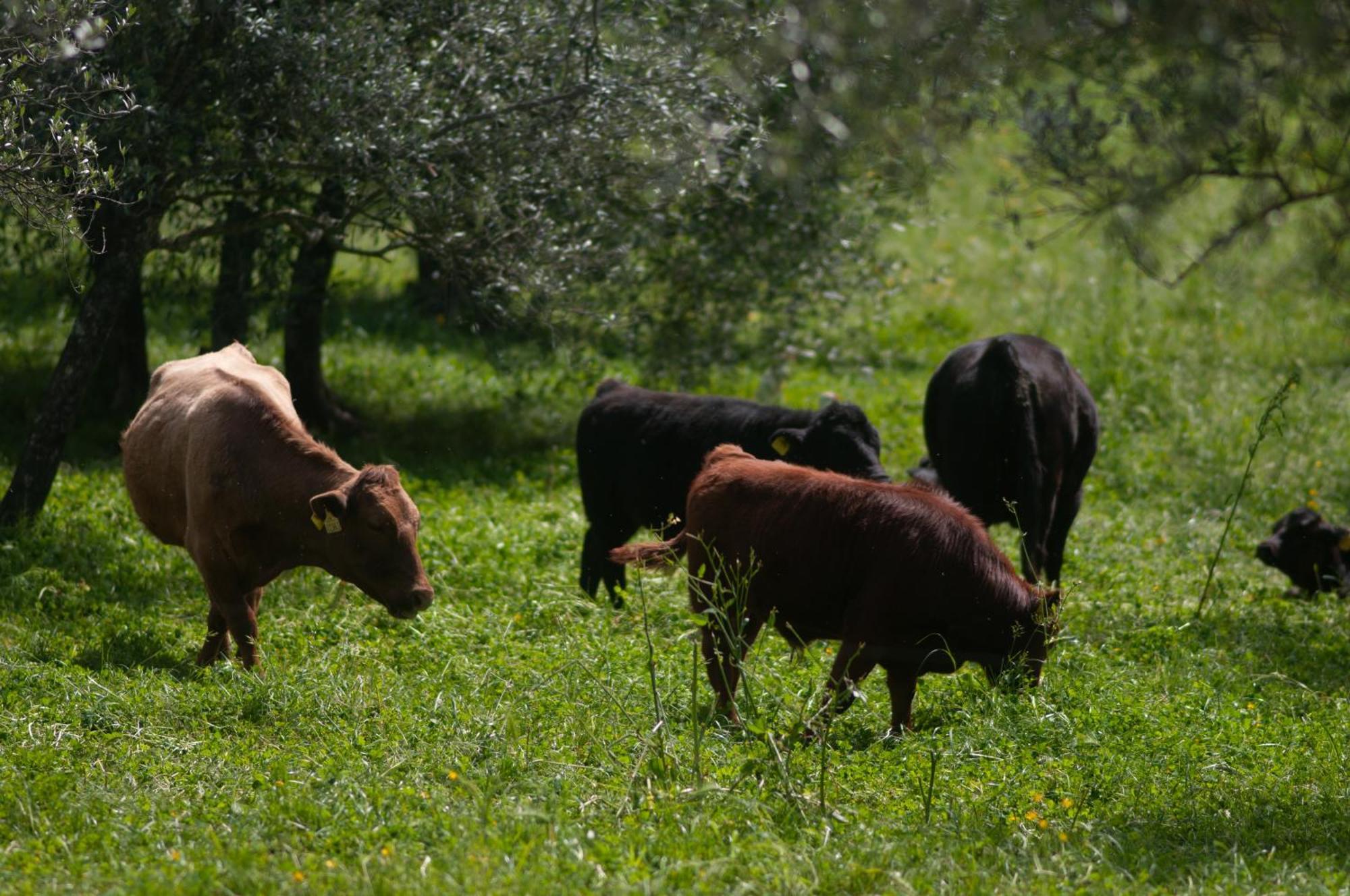 Fattoria Di Maiano Guest House Fiesole Luaran gambar