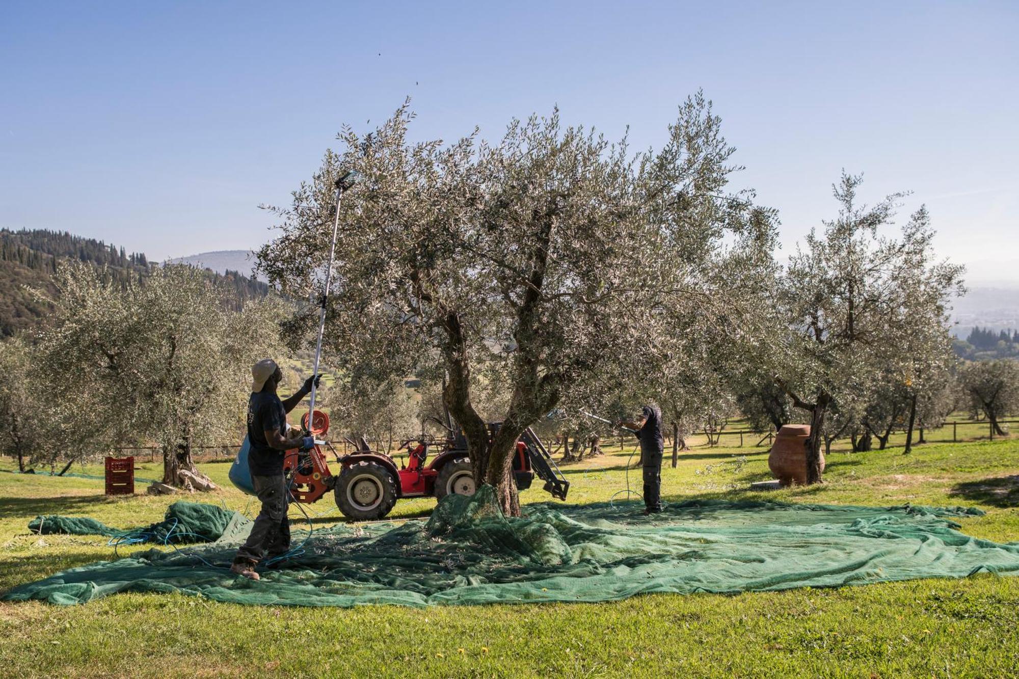 Fattoria Di Maiano Guest House Fiesole Luaran gambar